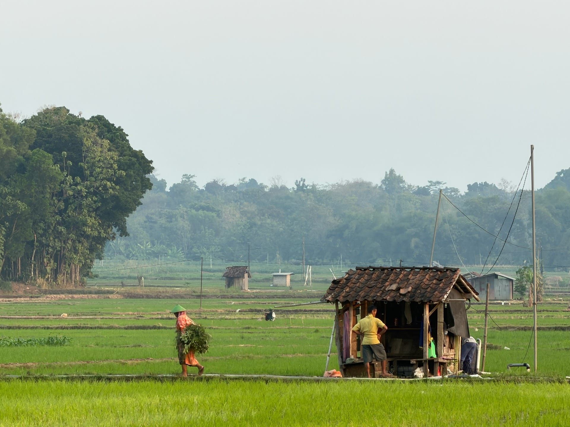 Hamparan sawah Desa Sangge dengan gubuk dan petani yang sedang bekerja